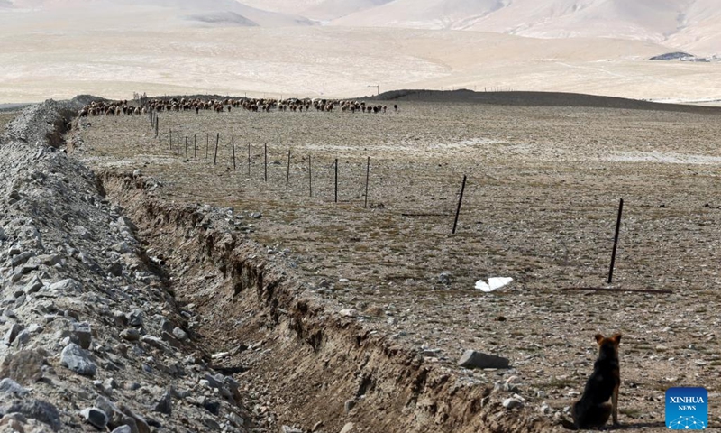 A sheepdog herds sheep at the foot of Mount Muztagata on the Pamir Plateau, northwest China's Xinjiang Uygur Autonomous Region, Sept. 6, 2023. Photo: Xinhua