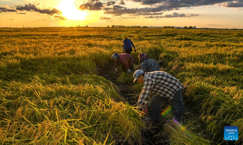 This aerial photo taken on Sept. 12, 2023 shows farmers harvesting rice at a paddy field in Huajia Village of Wanchang Town in Jilin City, northeast China's Jilin Province. Wanchang Town, one of the important rice-producing areas of Jilin Province, is embracing the harvest season of paddy rice of this year.(Photo: Xinhua)