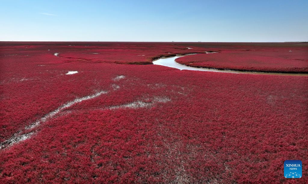 This aerial photo taken on Sept. 12, 2023 shows the Honghaitan red beach in Panjin, northeast China's Liaoning Province. The Honghaitan red beach is famous for its landscapes featuring the red plant of Suaeda salsa, one of the few species of plant that can live in highly alkaline soil.(Photo: Xinhua)