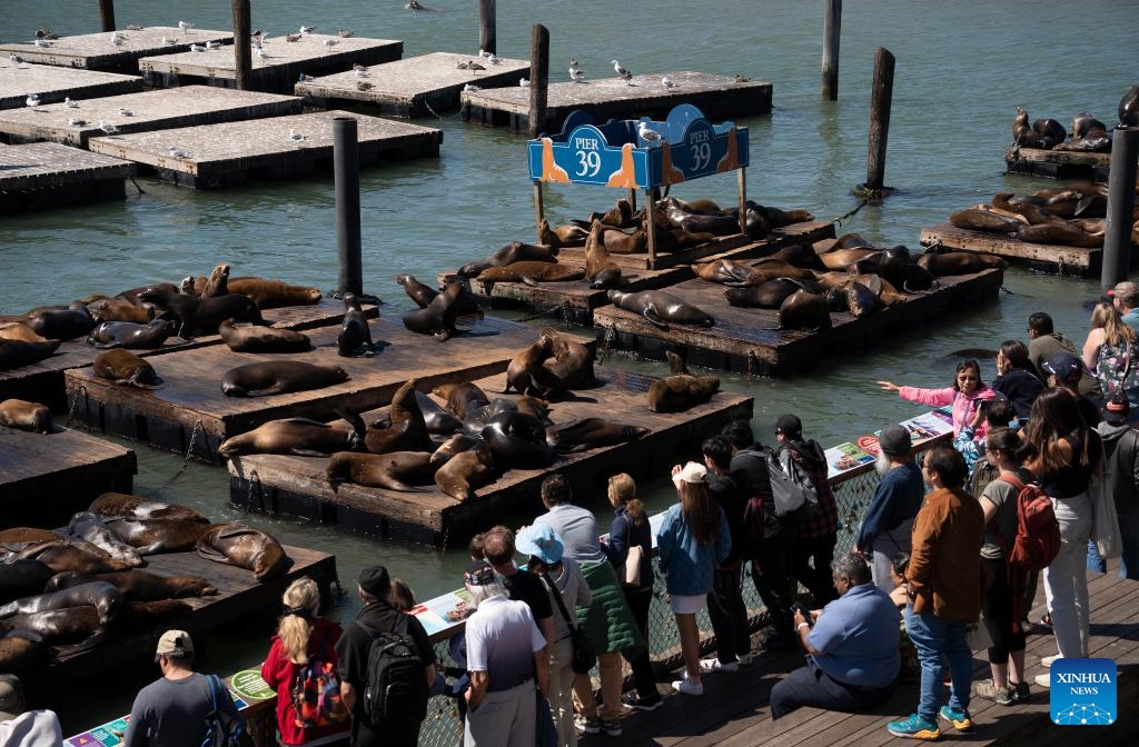 People watch sea lions at Pier 39 in San Francisco, the United States, Sept. 11, 2023.(Photo: Xinhua)