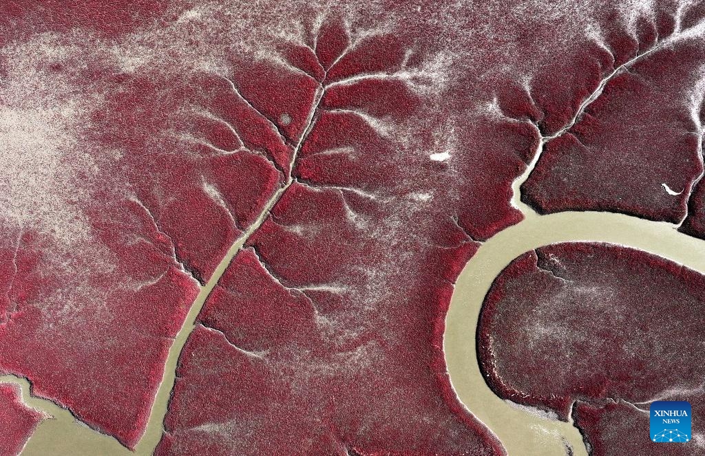 This aerial photo taken on Sept. 12, 2023 shows the Honghaitan red beach in Panjin, northeast China's Liaoning Province. The Honghaitan red beach is famous for its landscapes featuring the red plant of Suaeda salsa, one of the few species of plant that can live in highly alkaline soil.(Photo: Xinhua)