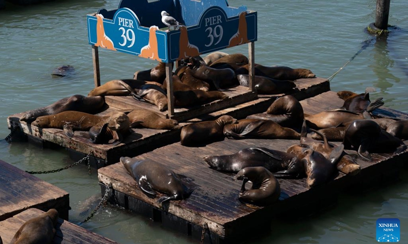 Sea lions are pictured at Pier 39 in San Francisco, the United States, Sept. 11, 2023.(Photo: Xinhua)