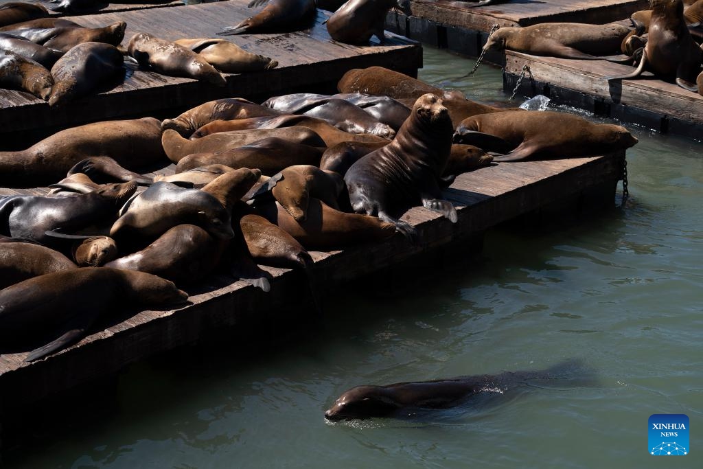 Sea lions are pictured at Pier 39 in San Francisco, the United States, Sept. 11, 2023.(Photo: Xinhua)