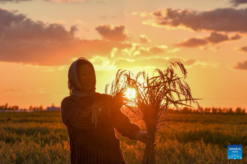 A farmer harvests rice at a paddy field in Huajia Village of Wanchang Town in Jilin City, northeast China's Jilin Province, on Sept. 12, 2023. Wanchang Town, one of the important rice-producing areas of Jilin Province, is embracing the harvest season of paddy rice of this year.(Photo: Xinhua)