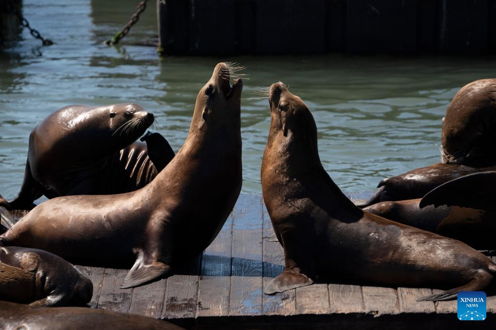 Sea lions are pictured at Pier 39 in San Francisco, the United States, Sept. 11, 2023. (Photo: Xinhua)