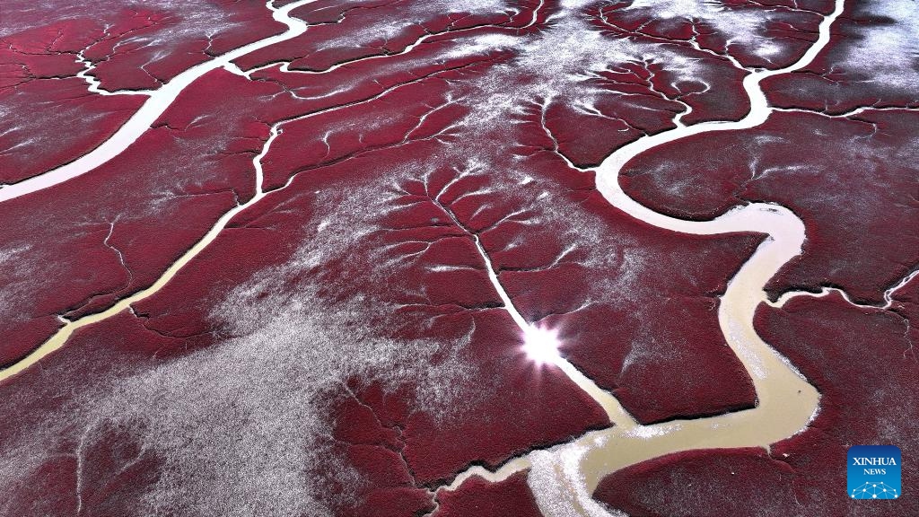 This aerial photo taken on Sept. 12, 2023 shows the Honghaitan red beach in Panjin, northeast China's Liaoning Province. The Honghaitan red beach is famous for its landscapes featuring the red plant of Suaeda salsa, one of the few species of plant that can live in highly alkaline soil.(Photo: Xinhua)