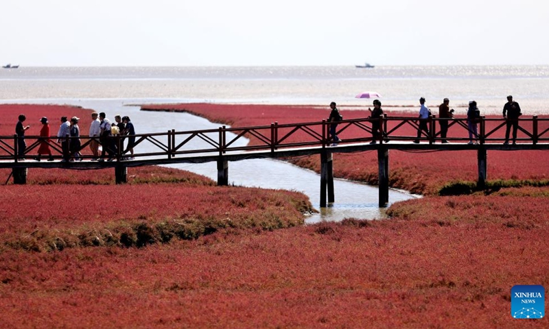Tourists visit the Honghaitan red beach in Panjin, northeast China's Liaoning Province, Sept. 12, 2023. The Honghaitan red beach is famous for its landscapes featuring the red plant of Suaeda salsa, one of the few species of plant that can live in highly alkaline soil.(Photo: Xinhua)