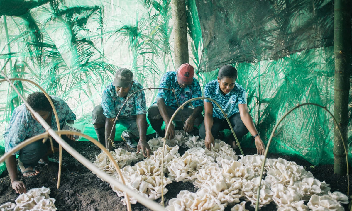 Workers harvest mushrooms using Juncao technology at Tadra Farm near Nadi, Fiji on August 17, 2023. Photo: Shan Jie/GT 