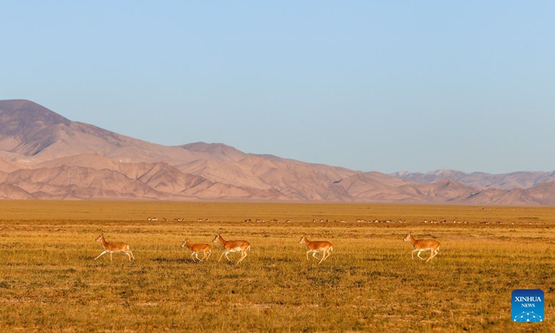 This photo taken on Sept. 12, 2023 shows Tibetan antelopes at the Altun Mountains National Nature Reserve in northwest China's Xinjiang Uygur Autonomous Region. With an average altitude of 4,580 meters, the Altun Mountains National Nature Reserve covers a total area of 45,000 square kilometers and is a representative of plateau desert ecosystem in China. (Photo: Xinhua)