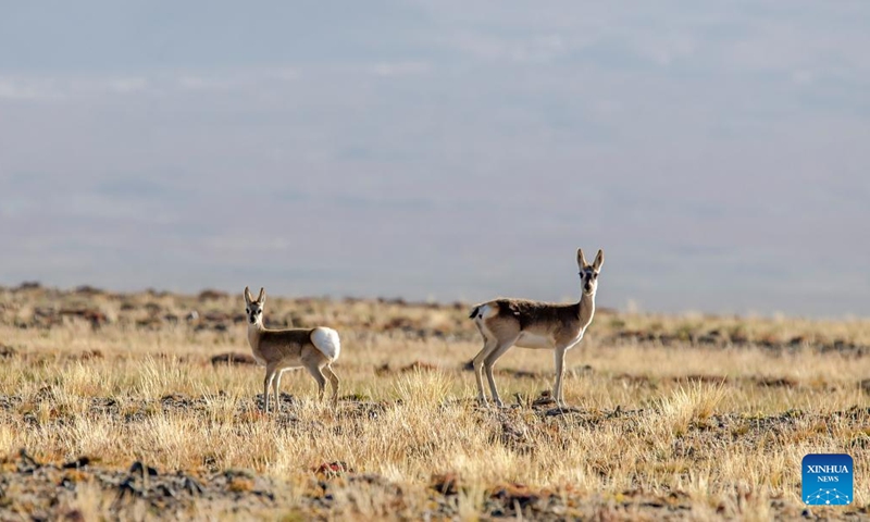 This photo taken on Sept. 14, 2023 shows Tibetan gazelles at the Altun Mountains National Nature Reserve in northwest China's Xinjiang Uygur Autonomous Region. With an average altitude of 4,580 meters, the Altun Mountains National Nature Reserve covers a total area of 45,000 square kilometers and is a representative of plateau desert ecosystem in China.(Photo: Xinhua)
