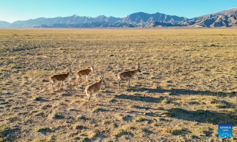 This aerial photo taken on Sept. 12, 2023 shows Tibetan antelopes at the Altun Mountains National Nature Reserve in northwest China's Xinjiang Uygur Autonomous Region. With an average altitude of 4,580 meters, the Altun Mountains National Nature Reserve covers a total area of 45,000 square kilometers and is a representative of plateau desert ecosystem in China.(Photo: Xinhua)