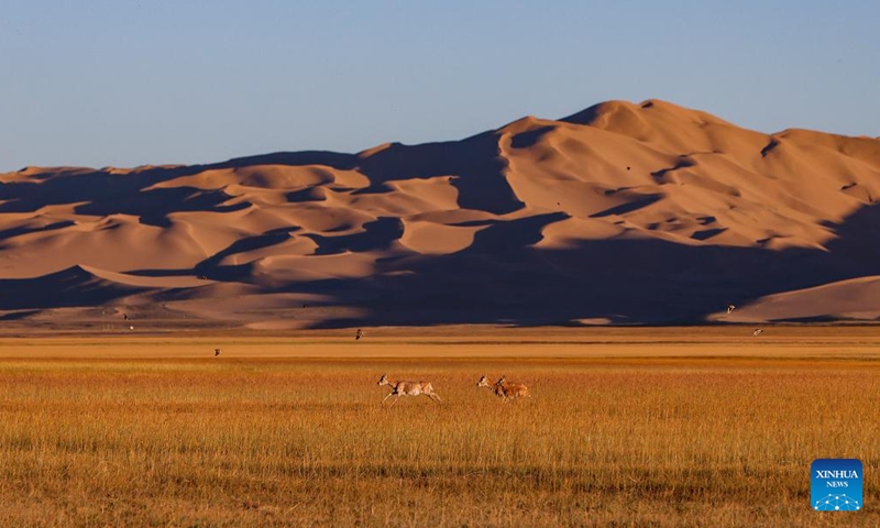 This photo taken on Sept. 12, 2023 shows Tibetan antelopes at the Altun Mountains National Nature Reserve in northwest China's Xinjiang Uygur Autonomous Region. With an average altitude of 4,580 meters, the Altun Mountains National Nature Reserve covers a total area of 45,000 square kilometers and is a representative of plateau desert ecosystem in China. (Photo: Xinhua)