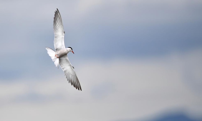 This photo taken on July 7, 2023 shows a tern flying over the Gahai Lake wetland in the Gahai-Zecha National Nature Reserve in Gannan Tibetan Autonomous Prefecture, northwest China's Gansu Province.（Photo: Xinhua)
