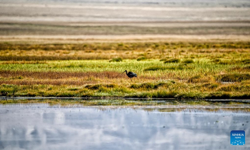 This photo taken on Sept. 14, 2023 shows a black stork at the Altun Mountains National Nature Reserve in northwest China's Xinjiang Uygur Autonomous Region. With an average altitude of 4,580 meters, the Altun Mountains National Nature Reserve covers a total area of 45,000 square kilometers and is a representative of plateau desert ecosystem in China. (Photo: Xinhua)