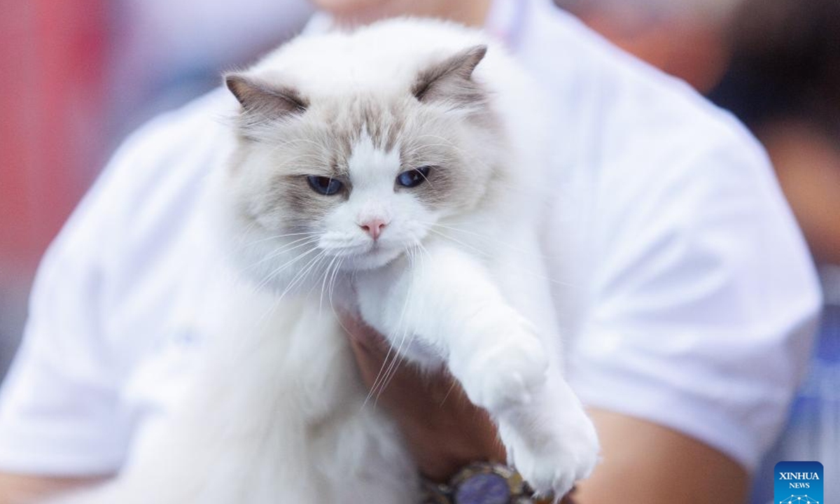 A cat is seen at the Mediterranean Cat Show in Opatija, Croatia on Sept. 16, 2023. (Nel Pavletic/PIXSELL via Xinhua)


