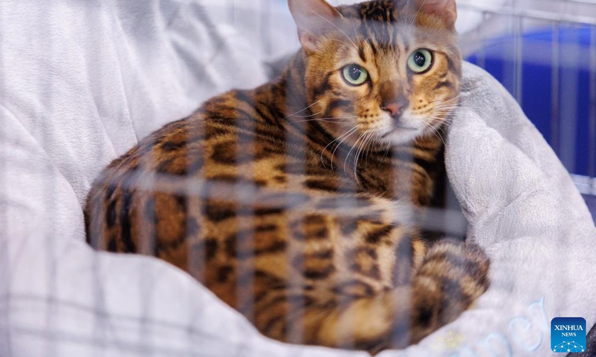 A cat is seen at the Mediterranean Cat Show in Opatija, Croatia on Sept. 16, 2023. (Nel Pavletic/PIXSELL via Xinhua)


