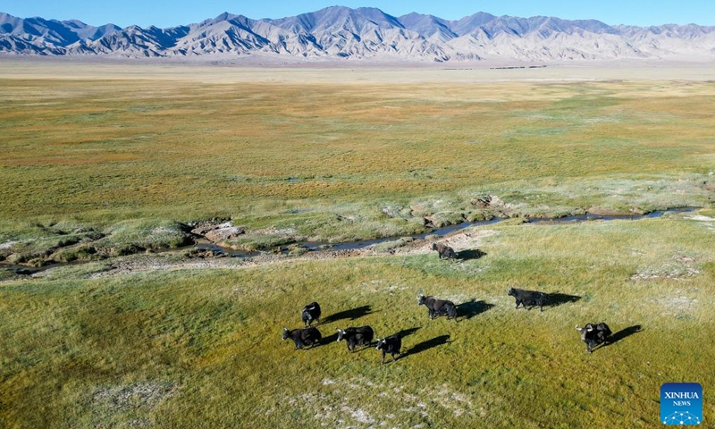 This aerial photo taken on Sept. 12, 2023 shows wild yaks at the Altun Mountains National Nature Reserve in northwest China's Xinjiang Uygur Autonomous Region. With an average altitude of 4,580 meters, the Altun Mountains National Nature Reserve covers a total area of 45,000 square kilometers and is a representative of plateau desert ecosystem in China. (Photo: Xinhua)