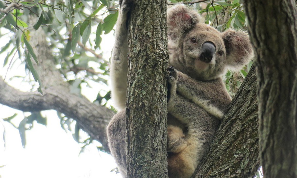 Koala habitats under increasing bushfire threat in Australia: study