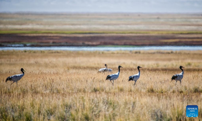 This photo taken on Sept. 14, 2023 shows black-necked cranes at the Altun Mountains National Nature Reserve in northwest China's Xinjiang Uygur Autonomous Region. With an average altitude of 4,580 meters, the Altun Mountains National Nature Reserve covers a total area of 45,000 square kilometers and is a representative of plateau desert ecosystem in China. (Photo: Xinhua)