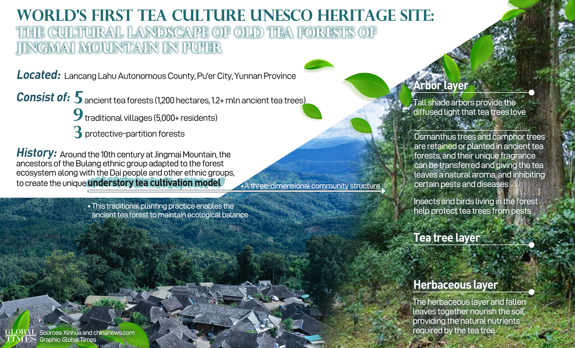 The Cultural Landscape of Old Tea Forests of Jingmai Mountain in Pu'er, was inscribed on the UNESCO World Heritage List on Sunday, making it China's 57th World Heritage site. It fills the gap in the tea theme project in the World Heritage List and is a model of positive interaction between humans and nature and of sustainable development. Graphic: GT