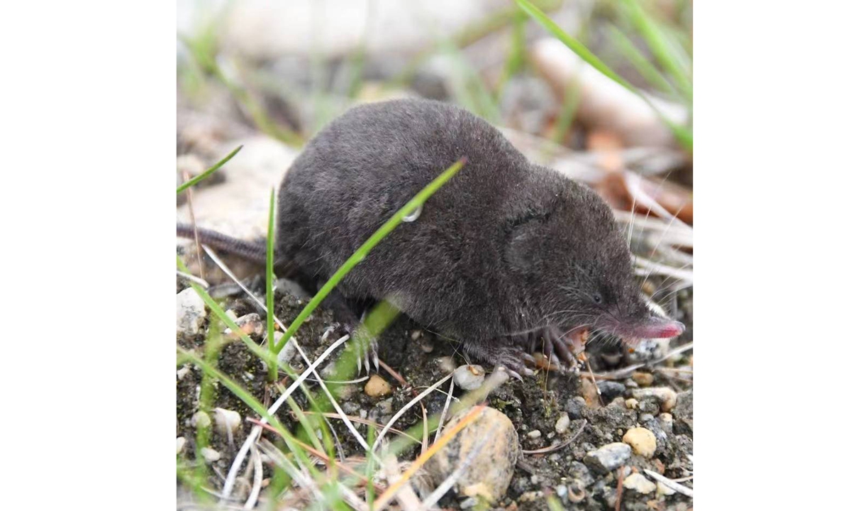 Soriculus nivatus Photo: Courtesy of the research team