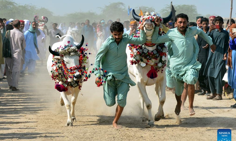 Farmers run with their cattle during a traditional cattle race on the outskirts of southern Pakistan's Hyderabad on Sept. 17, 2023. (Str/Xinhua)