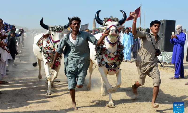 Farmers run with their cattle during a traditional cattle race on the outskirts of southern Pakistan's Hyderabad on Sept. 17, 2023. (Str/Xinhua)