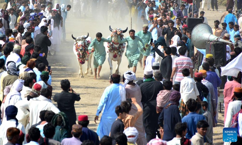 Farmers run with their cattle during a traditional cattle race on the outskirts of southern Pakistan's Hyderabad on Sept. 17, 2023. (Str/Xinhua)