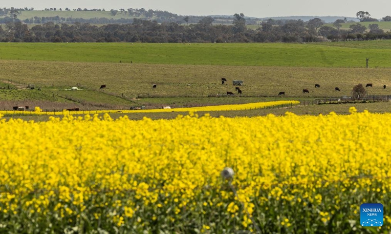 This photo taken on Sept. 18, 2023 shows canola flower fields on the outskirts of Canberra, Australia.(Photo: Xinhua)