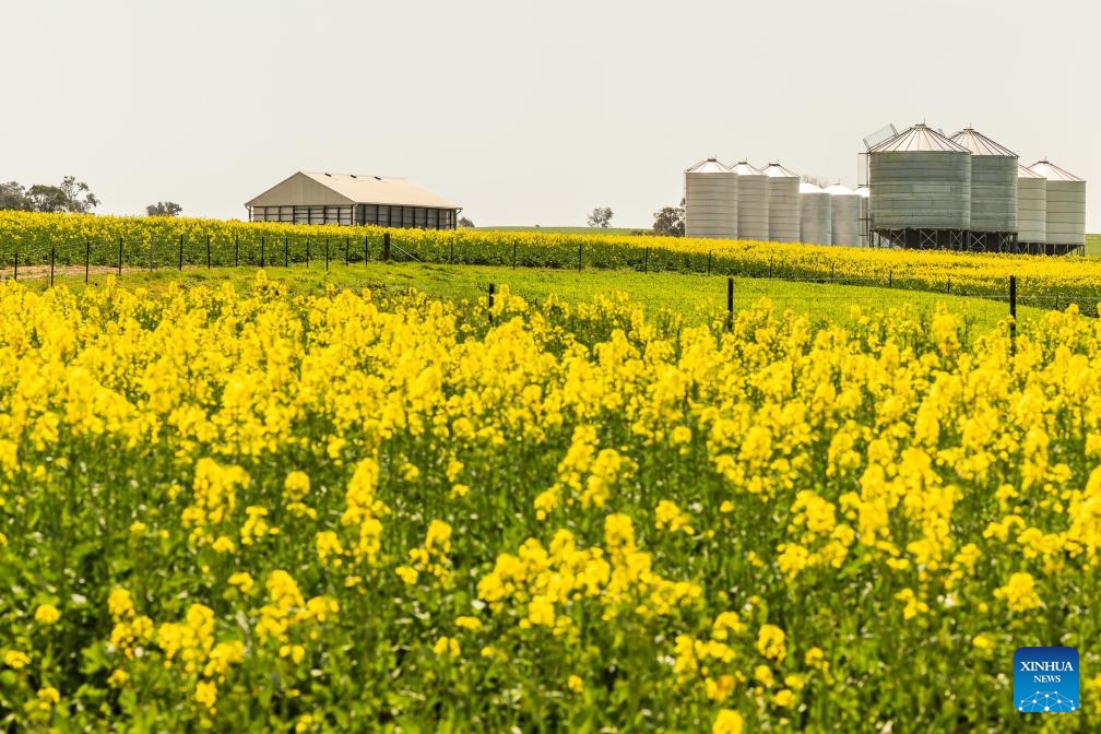 This photo taken on Sept. 18, 2023 shows blooming canola flowers on the outskirts of Canberra, Australia.(Photo: Xinhua)
