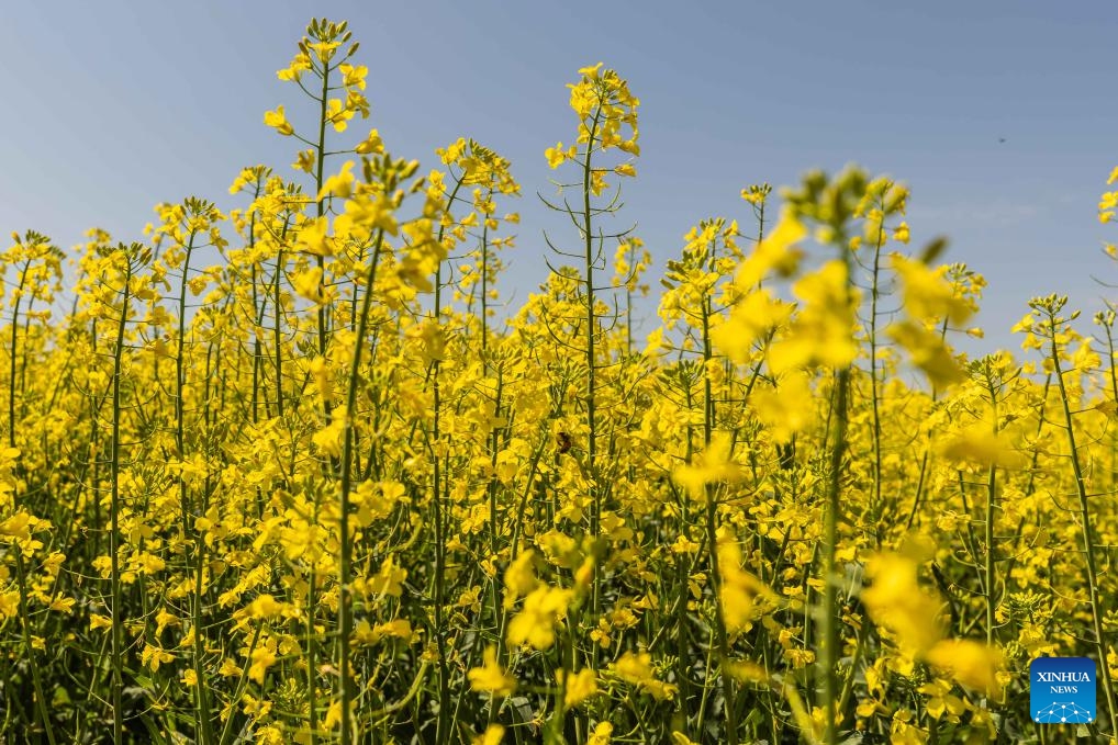 This photo taken on Sept. 18, 2023 shows blooming canola flowers on the outskirts of Canberra, Australia.(Photo: Xinhua)