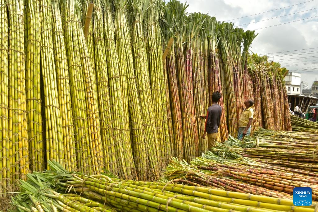 Laborers process sugarcane at a market in Dhaka, Bangladesh, Sept. 19, 2023. The early harvest of sugarcane has been in full swing in parts of Bangladesh with the harvesting season extending from September to March next year.(Photo: Xinhua)
