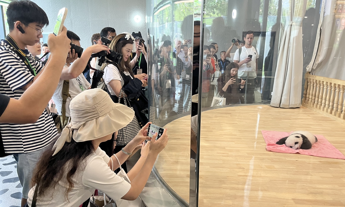 Guests for the Golden Panda Awards take photos of a baby giant panda at the Chengdu Research Base of Giant Panda Breeding in Chengdu, Sichuan Province, on September 19, 2023. Photo: Xu Liuliu/GT