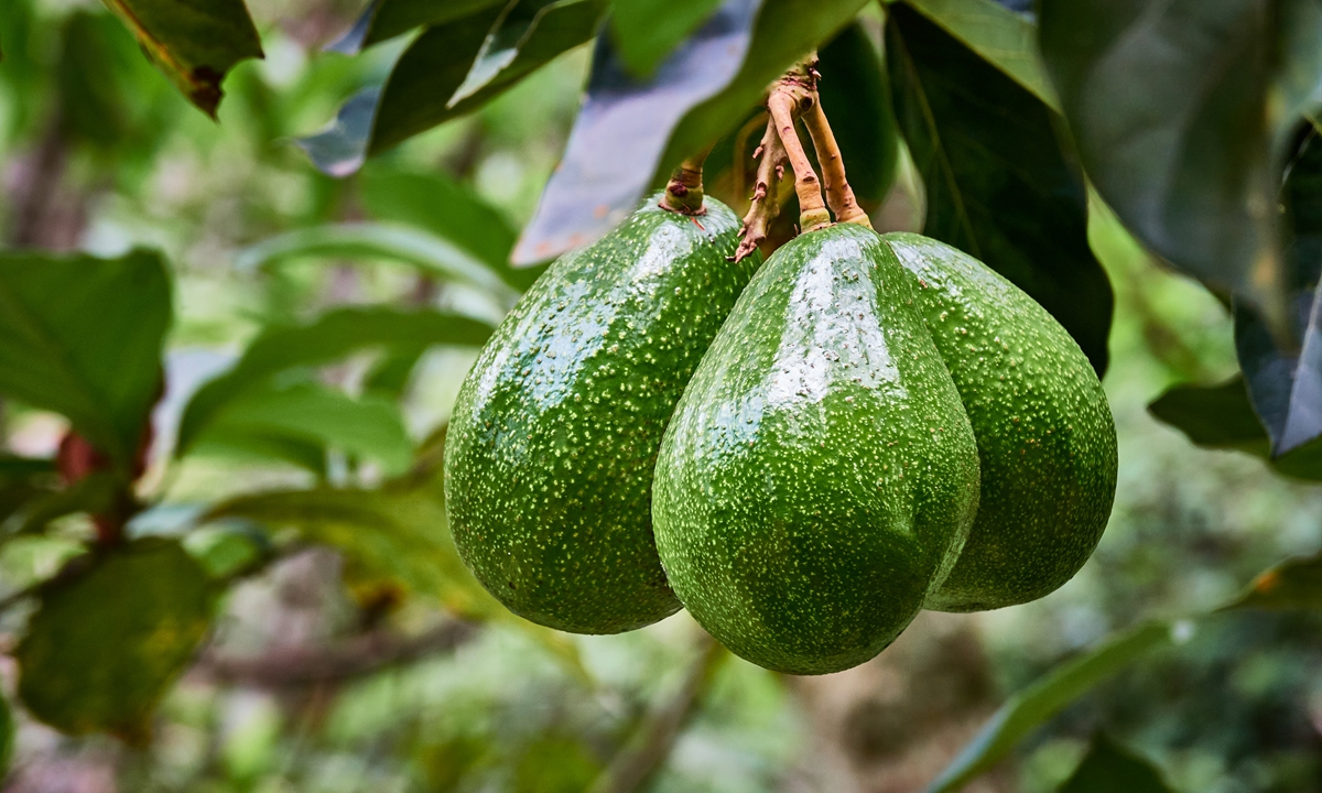 A view of Venezuelan avocados Photo: VCG
