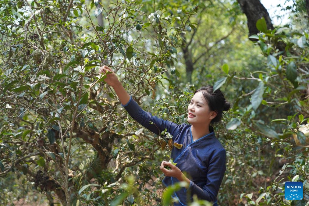 A farmer picks tea leaves at an old tea forest area of Jingmai Mountain in Pu'er, southwest China's Yunnan Province, April 19, 2023.(Photo: Xinhua)
