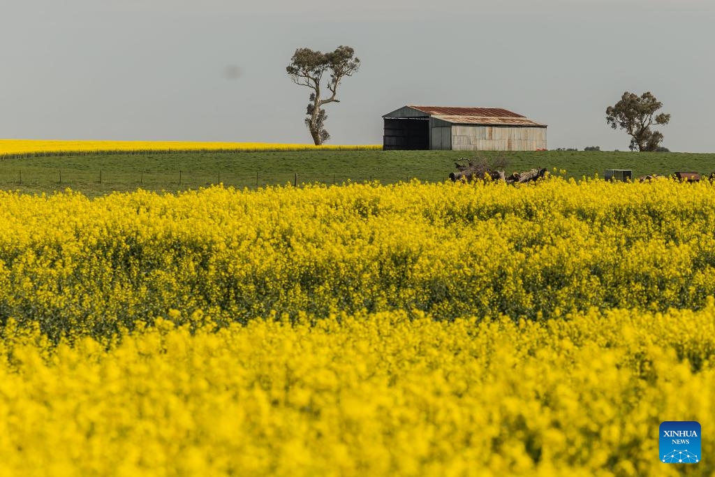 This photo taken on Sept. 18, 2023 shows canola flower fields on the outskirts of Canberra, Australia.(Photo: Xinhua)