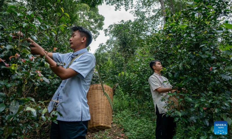 Farmers pick tea leaves at an old tea forest area of Jingmai Mountain in Pu'er, southwest China's Yunnan Province, Sept. 14, 2023.(Photo: Xinhua)