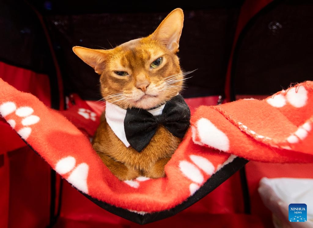 A pet cat is seen during the 2023 Canadian Pet Expo in Mississauga, Ontario, Canada, Sept. 17, 2023. The annual two-day event held here from Sept. 16 to 17 attracted many families and their pets.(Photo: Xinhua)