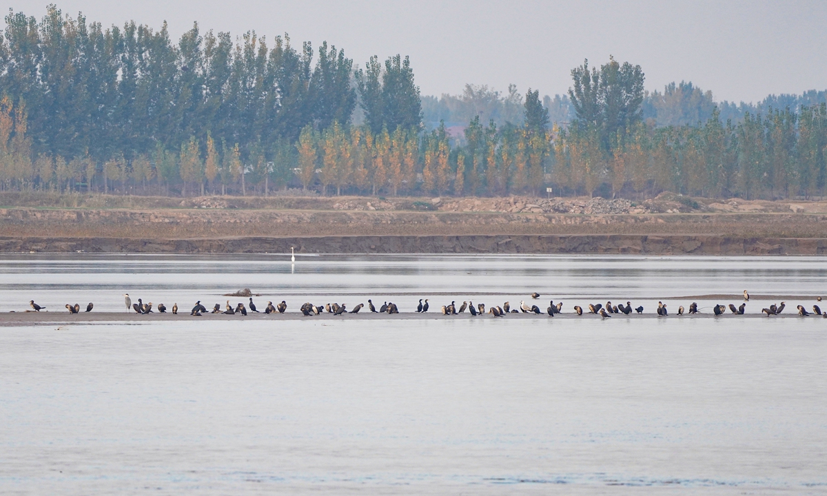 Cormorants rest on a shoal in the middle of the Yellow River in Zhengzhou, Henan Province. Photo: VCG