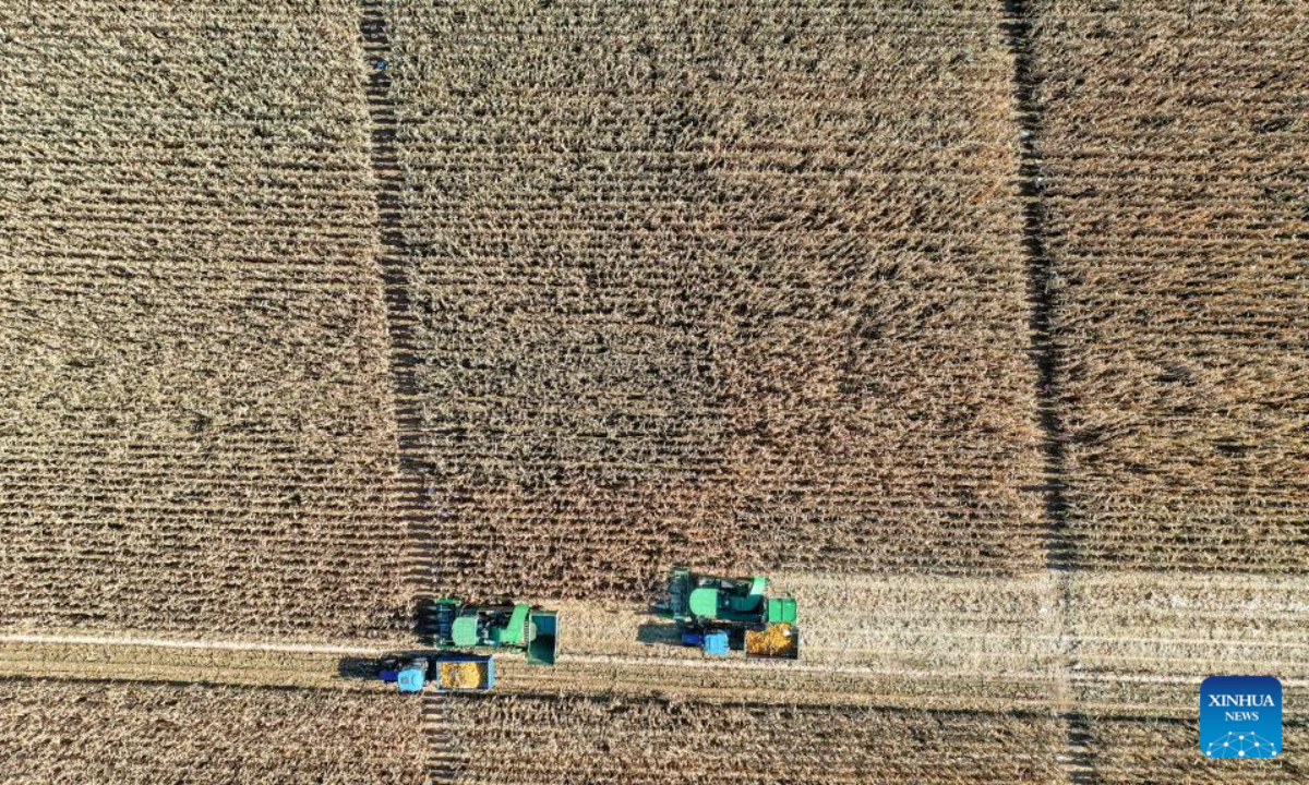 This aerial photo taken on Oct 19, 2023 shows farmers harvesting corn at a farm in Gongzhuling, northeast China's Jilin Province. China's Jilin Province is embracing the harvest season of this year. Photo:Xinhua