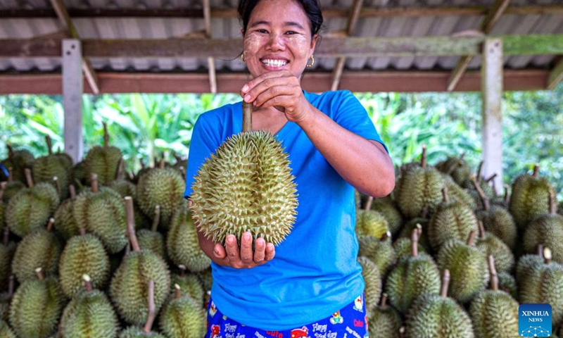 A worker displays a freshly harvested durian at an orchard in Chumphon, Thailand, Sept. 18, 2023. According to data from Thailand's Ministry of Commerce, China was the largest export market for Thai durians in 2022, accounting for more than 96 percent of the total export volume.(Photo: Xinhua)