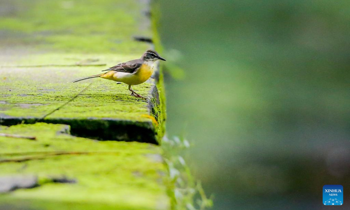 A grey wagtail is seen in Quezon City, the Philippines, Oct. 4, 2023. The World Animal Day is celebrated annually on Oct 4. Photo:Xinhua
