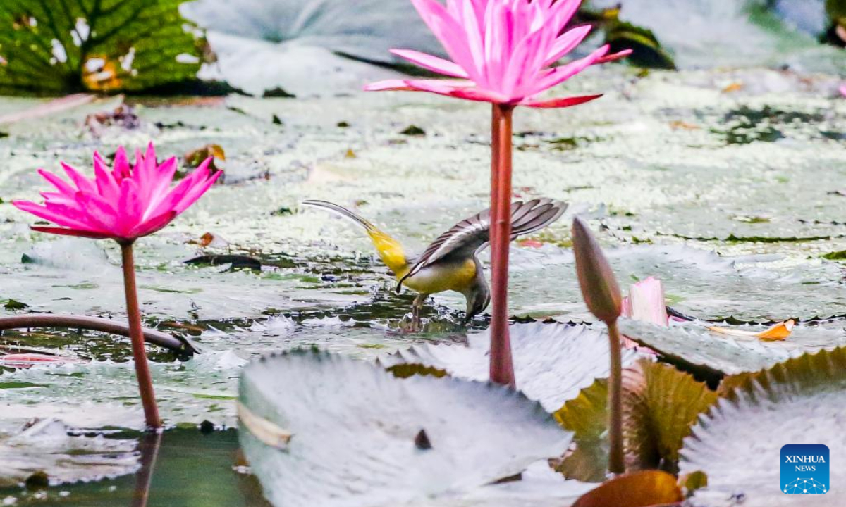 A grey wagtail is seen in Quezon City, the Philippines, Oct 4, 2023. The World Animal Day is celebrated annually on Oct 4. Photo:Xinhua