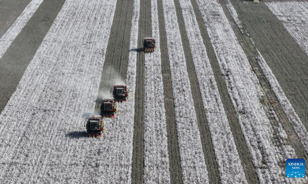 This aerial photo taken on Oct 12, 2023 shows farmers harvesting cotton in Korla, northwest China's Xinjiang Uygur Autonomous Region. Photo:Xinhua