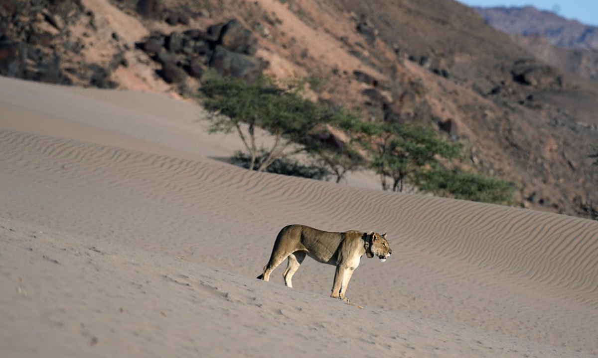 A lion is pictured at the Hoanib River drainage in northern Namibia, Feb. 8, 2023. (Xinhua/Chen Cheng)




