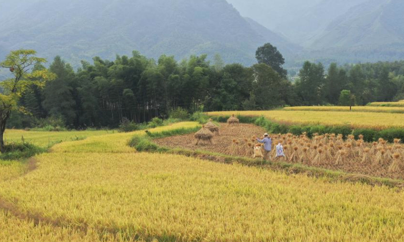 This aerial photo taken on Sept. 12, 2023 shows a farmer carrying harvested rice in a paddy field in Baidi Town of Xuancheng, east China's Anhui Province. The terraced fields in Baidi Town have taken on a golden-tinged view as the harvest season approaches. (Photo by Jiang Jianxing/Xinhua)
