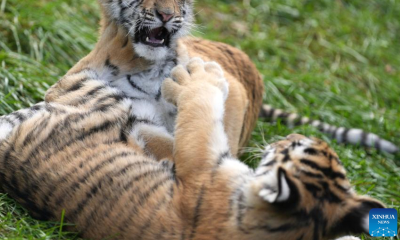Siberian tiger cubs play at the Siberian Tiger Park in Hailin, northeast China's Heilongjiang Province, Oct. 1, 2023. The Siberian Tiger Park is one of three parks under the China Hengdaohezi Feline Breeding Center, the world's largest breeding center for Siberian tigers. The park now accommodates some 400 Siberian tigers. (Photo:Xinhua)