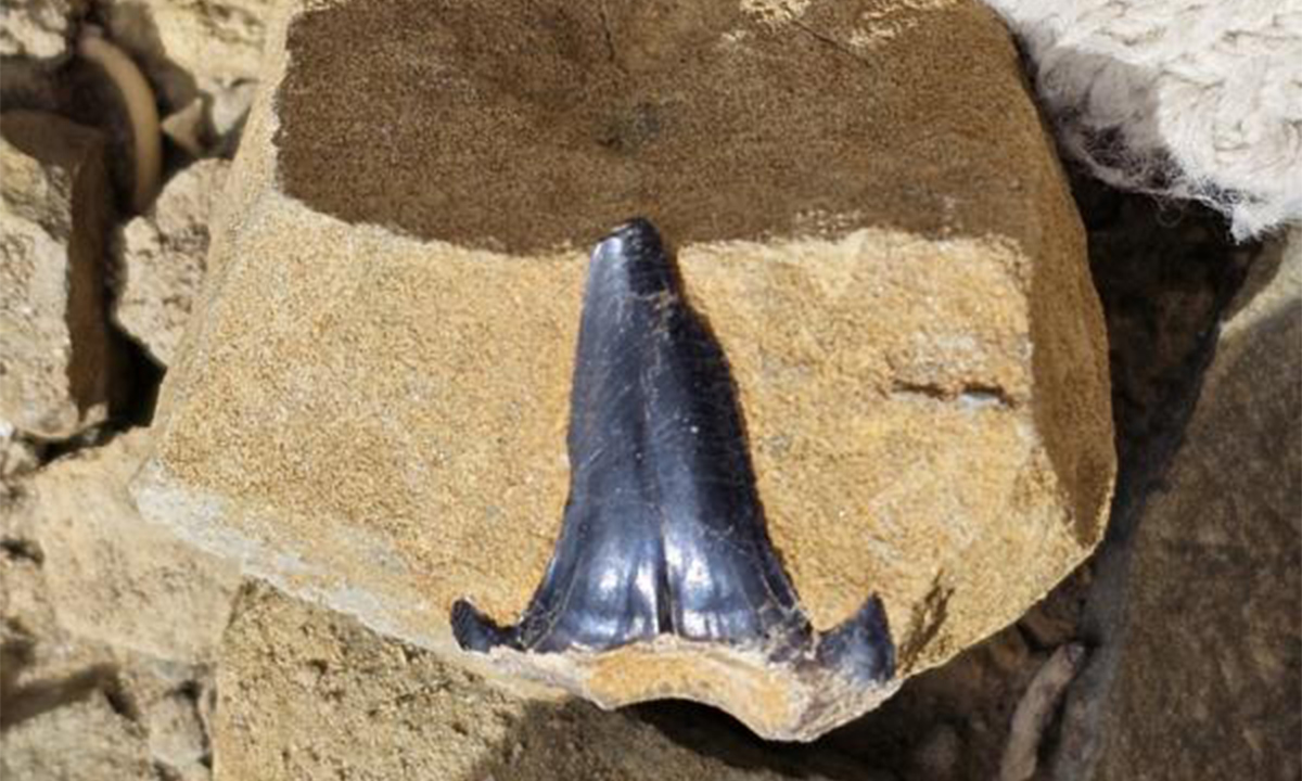 The fossil of a shark tooth from 220 million years ago Photo:CCTV