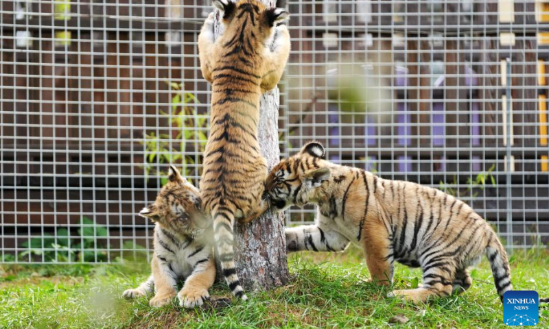 Siberian tiger cubs play at the Siberian Tiger Park in Hailin, northeast China's Heilongjiang Province, Oct. 1, 2023. The Siberian Tiger Park is one of three parks under the China Hengdaohezi Feline Breeding Center, the world's largest breeding center for Siberian tigers. The park now accommodates some 400 Siberian tigers.(Photo:Xinhua)