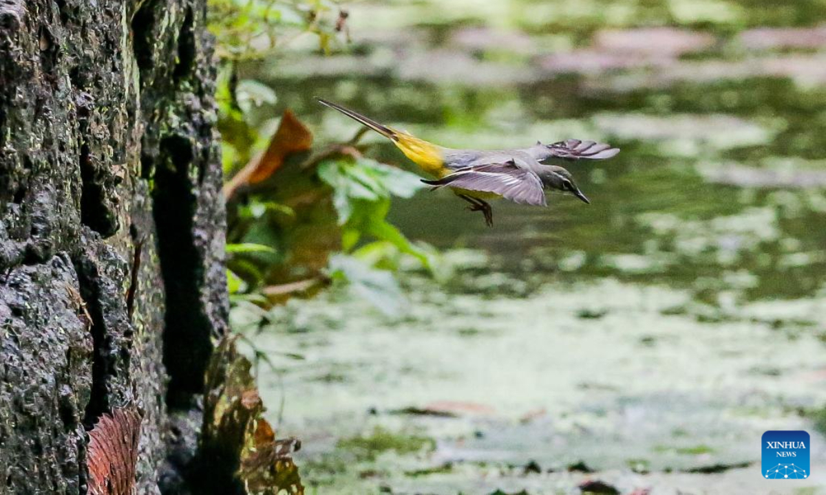 A grey wagtail is seen in Quezon City, the Philippines, Oct 4, 2023. The World Animal Day is celebrated annually on Oct 4. Photo:Xinhua